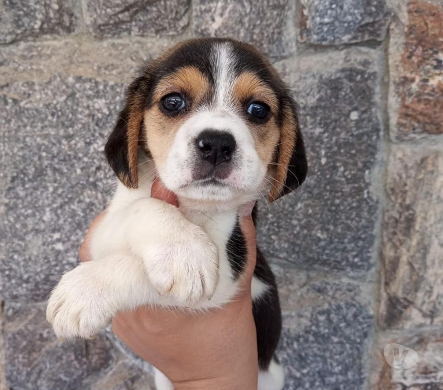 Animais Estimação à Venda Barra Mansa RJ - Fotos para Beagle Filhotes Lindos com Vacinados