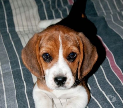 Animais Estimação à Venda - Fotos para Beagle Filhotes Lindos com Vacinados