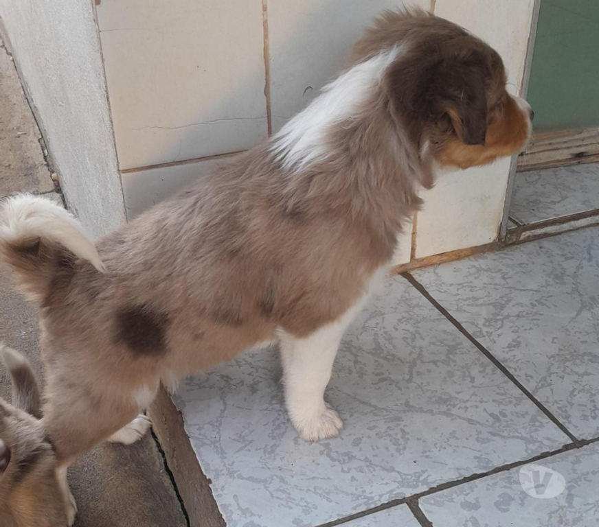 Animais Estimação à Venda alvaro de Carvalho SP - images_alt_text FILHOTES DE BODER COLLIE