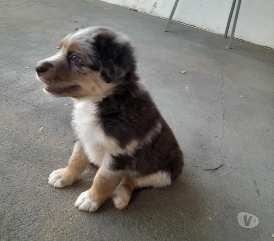Animais Estimação à Venda alvaro de Carvalho SP - images_alt_text FILHOTES DE BODER COLLIE