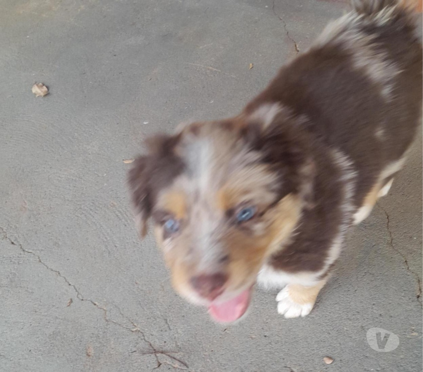 Animais Estimação à Venda alvaro de Carvalho SP - images_alt_text FILHOTES DE BODER COLLIE