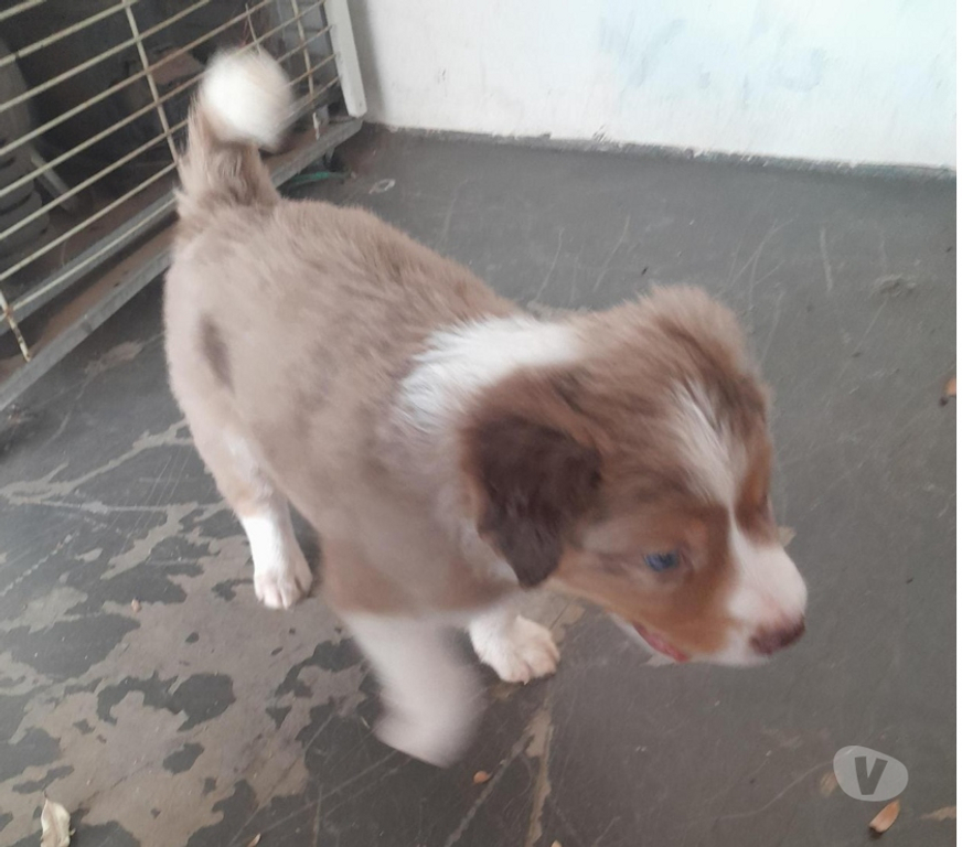 Animais Estimação à Venda alvaro de Carvalho SP - images_alt_text FILHOTES DE BODER COLLIE