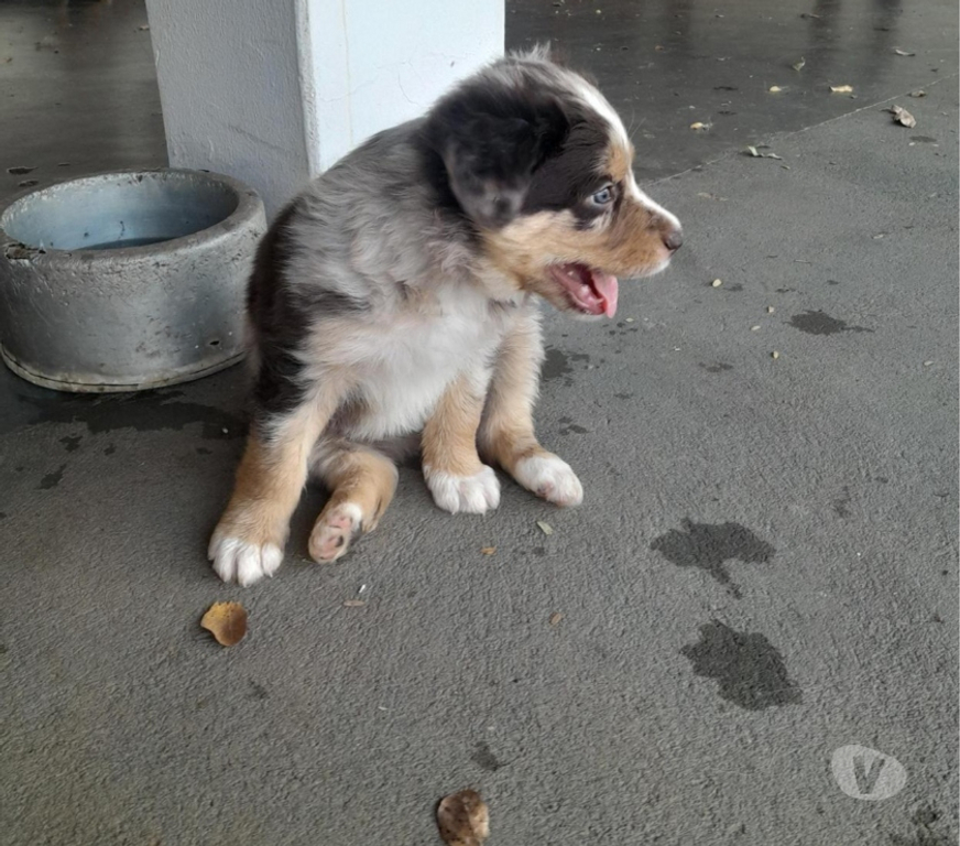 Animais Estimação à Venda alvaro de Carvalho SP - images_alt_text FILHOTES DE BODER COLLIE