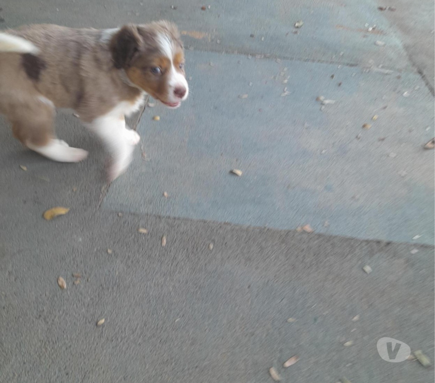 Animais Estimação à Venda alvaro de Carvalho SP - images_alt_text FILHOTES DE BODER COLLIE