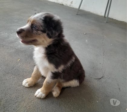 Animais Estimação à Venda - Fotos para FILHOTES DE BODER COLLIE