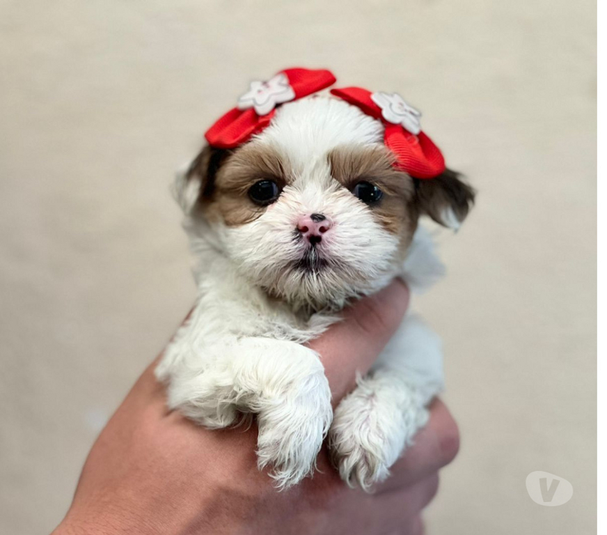 Animais Estimação à Venda Sao Paulo SP Aricanduva - Fotos para filhotes Únicos à Espera do Seu Lar