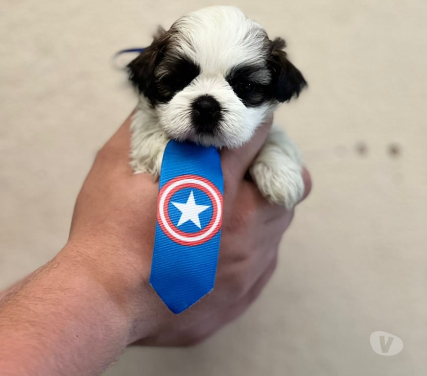 Animais Estimação à Venda Sao Paulo SP Aricanduva - Fotos para filhotes Únicos à Espera do Seu Lar