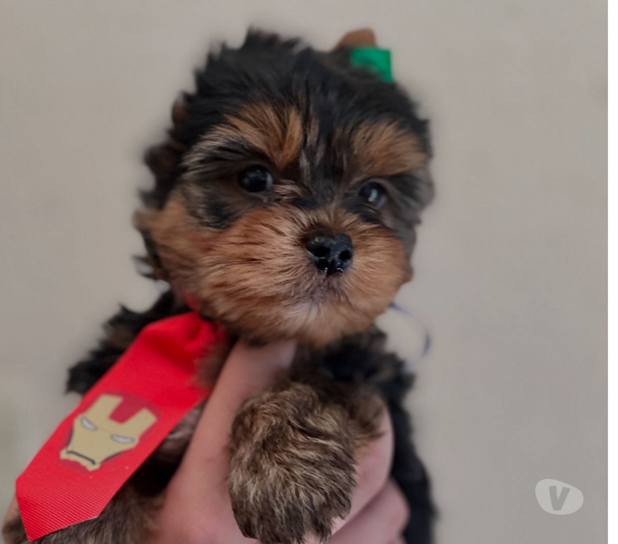 Animais Estimação à Venda Sao Paulo SP Barra Funda - Fotos para Amor de Quatro Patas: Filhotes Prontos para Encantar Você