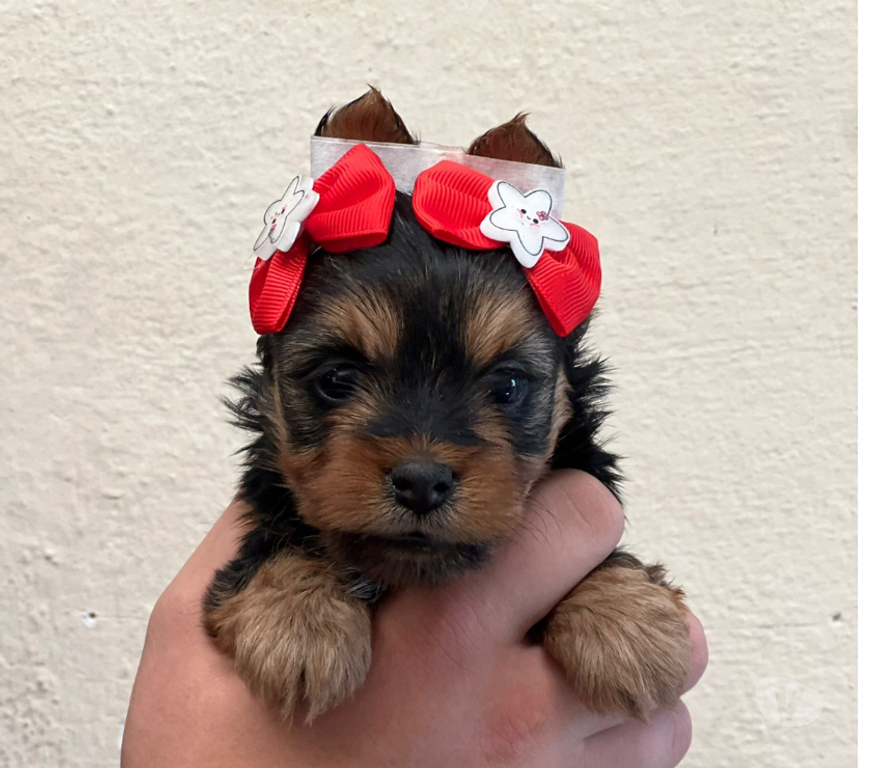 Animais Estimação à Venda Sao Paulo SP Barra Funda - Fotos para Amor de Quatro Patas: Filhotes Prontos para Encantar Você
