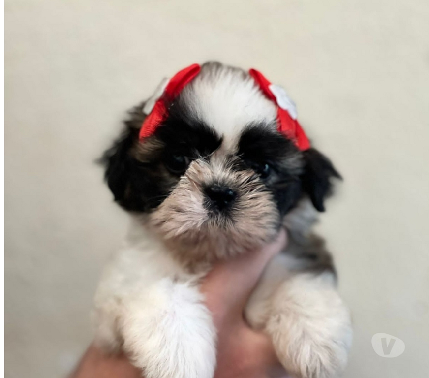 Animais Estimação à Venda Sao Paulo SP Bela Vista - Fotos para Filhotes Incríveis Procurando Donos Especiais!