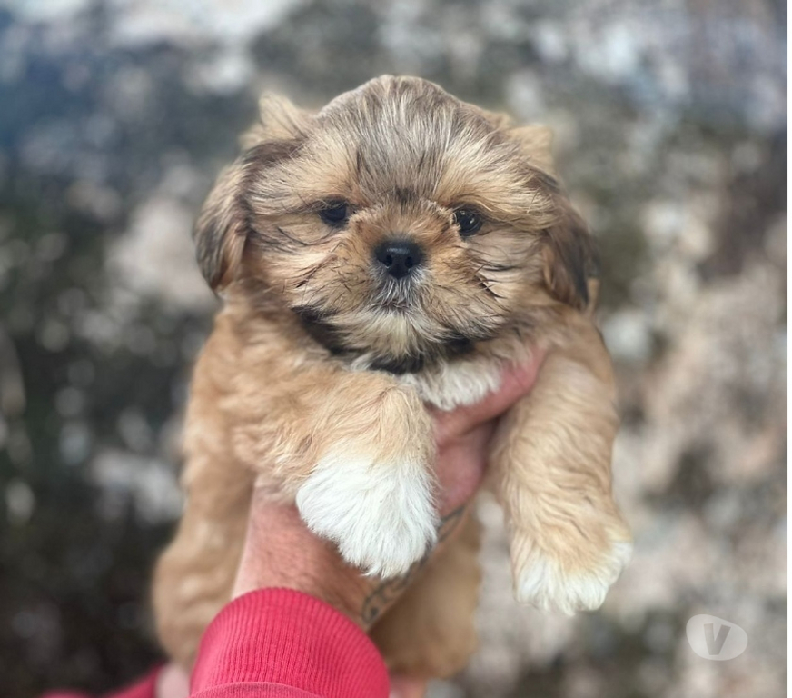 Animais Estimação à Venda Sao Paulo SP Bela Vista - Fotos para Filhotes Incríveis Procurando Donos Especiais!