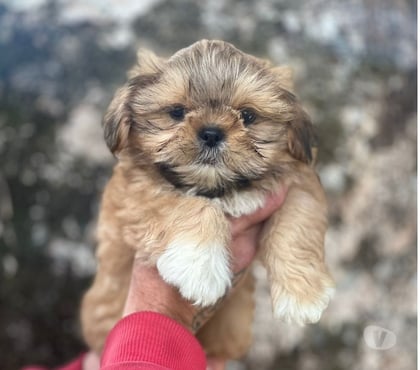 Animais Estimação à Venda Bela Vista Sao Paulo SP - Fotos para Filhotes Incríveis Procurando Donos Especiais!