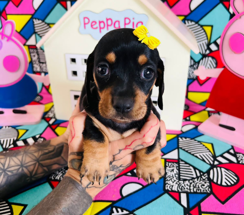 Animais Estimação à Venda Sao Paulo SP Carrão - Fotos para Seu Novo Melhor Amigo Está Aqui!