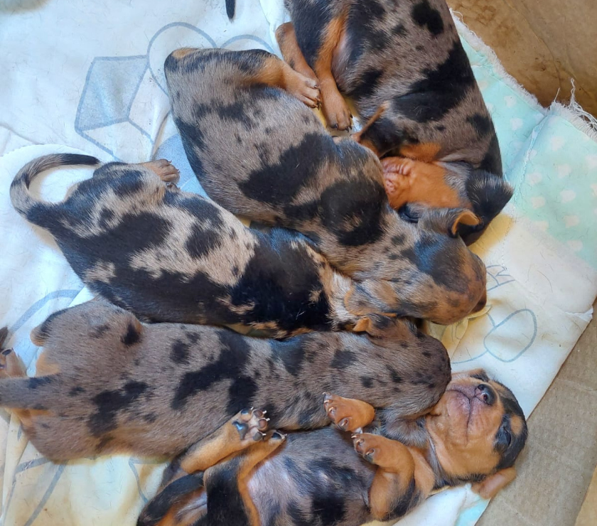 Animais estimação à venda Carrão Sao Paulo SP - Fotos para Seu Novo Melhor Amigo Está Aqui!