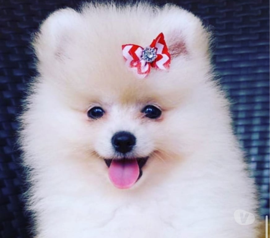 Animais Estimação à Venda Sao Paulo SP Moema - images_alt_text Filhotes Cheios de Amor à Espera de um Lar