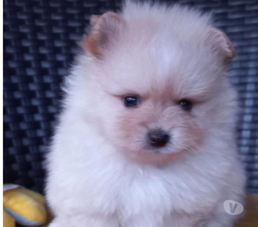 Animais Estimação à Venda Sao Paulo SP Moema - images_alt_text Filhotes Cheios de Amor à Espera de um Lar