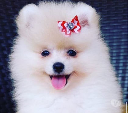 Animais Estimação à Venda Moema Sao Paulo SP - Fotos para Filhotes Cheios de Amor à Espera de um Lar