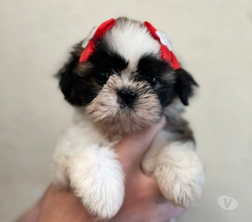 Animais Estimação à Venda Sao Paulo SP Vila Prudente - Fotos para bebes a pronta entrega