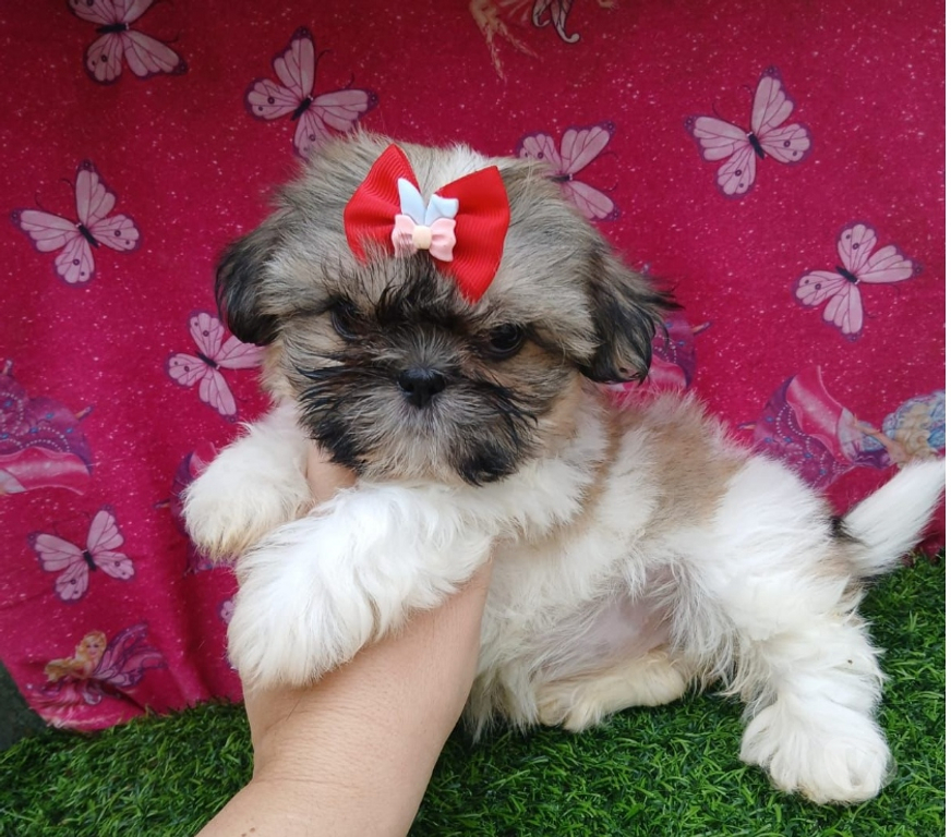 Animais Estimação à Venda Sao Paulo SP Vila Prudente - Fotos para bebes a pronta entrega