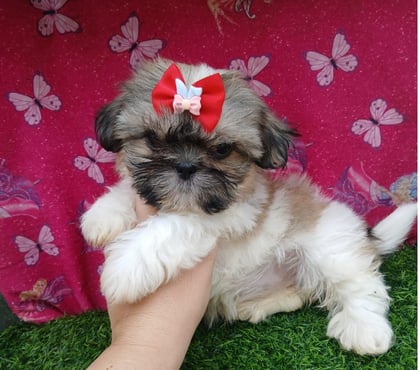 Animais Estimação à Venda Vila Prudente Sao Paulo SP - Fotos para bebes a pronta entrega