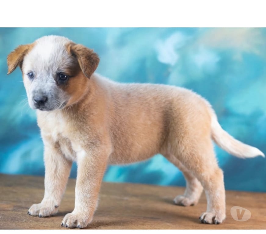 Animais Estimação à Venda Mairipora SP - Fotos para Australian Cattle Dog ● Boiadeiro Australiano