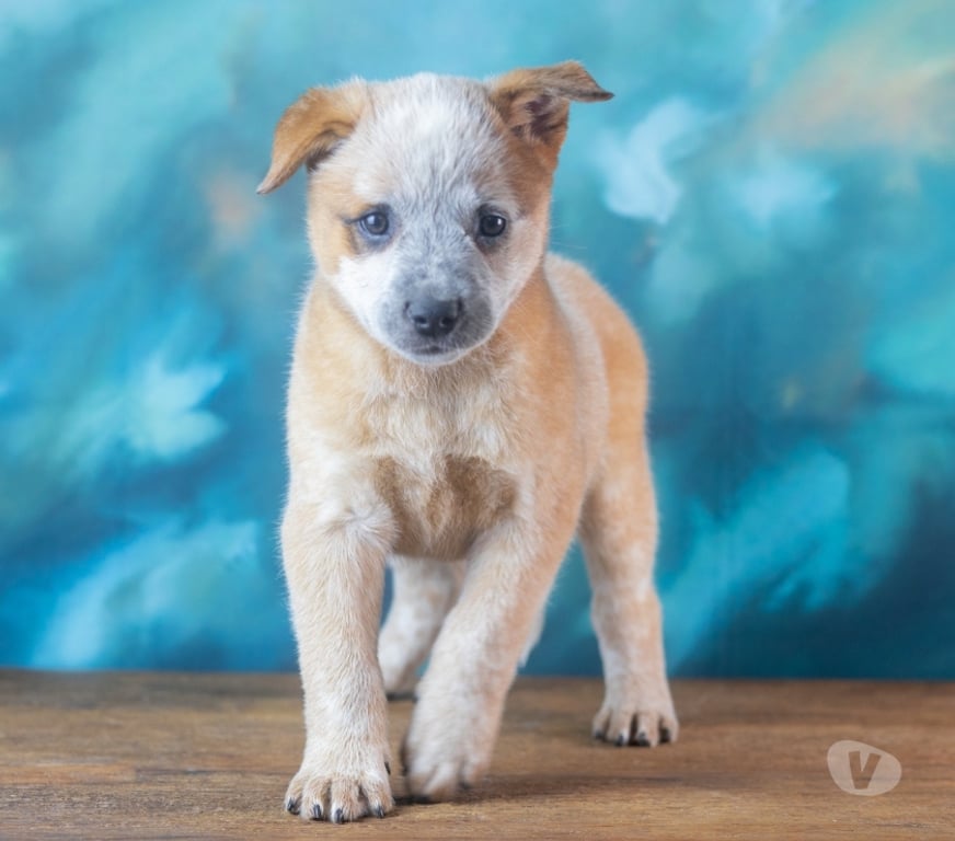 Animais Estimação à Venda Mairipora SP - Fotos para Australian Cattle Dog ● Boiadeiro Australiano