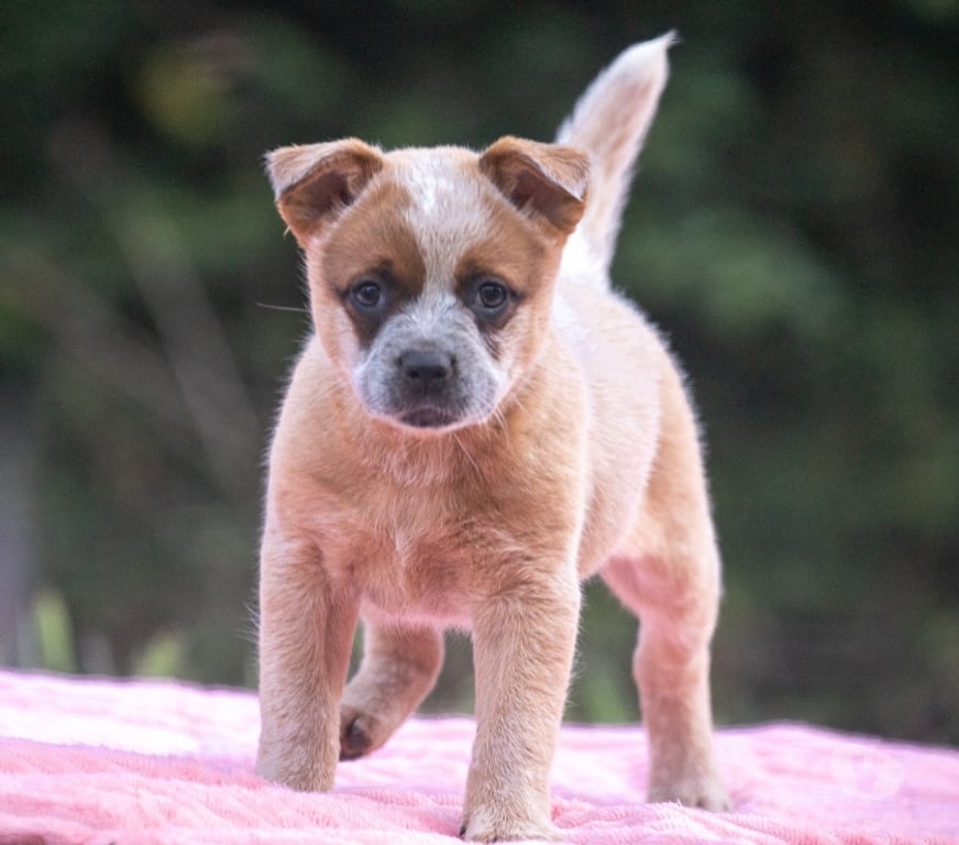 Animais Estimação à Venda Mairipora SP - Fotos para Australian Cattle Dog ● Boiadeiro Australiano
