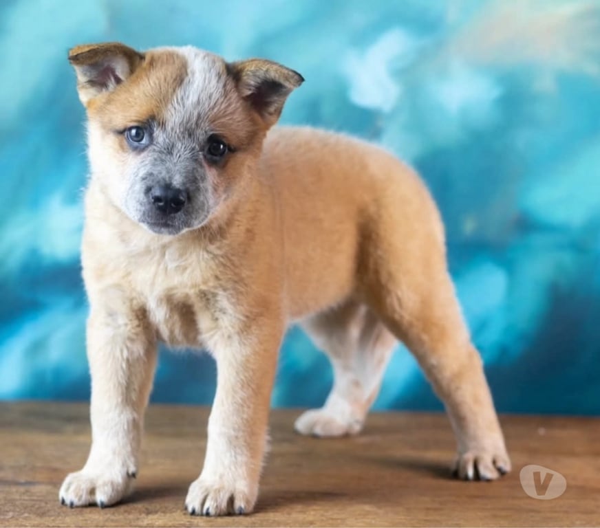 Animais Estimação à Venda Mairipora SP - Fotos para Australian Cattle Dog ● Boiadeiro Australiano