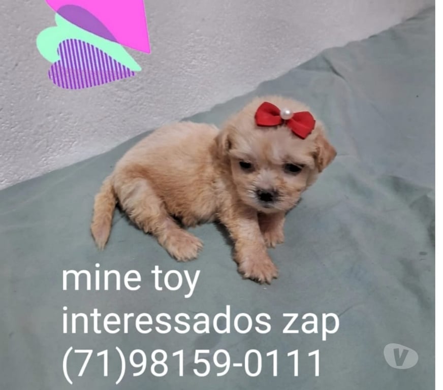 Animais Estimação à Venda Salvador BA Centro de Salvador - Fotos para Poodle mine toy macho e fêmea disponível aceito cartões
