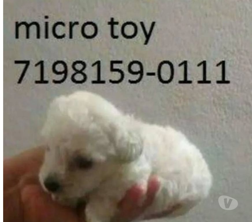 Animais Estimação à Venda Salvador BA Centro de Salvador - Fotos para Poodle mine toy aceito cartões filhotes qualidade