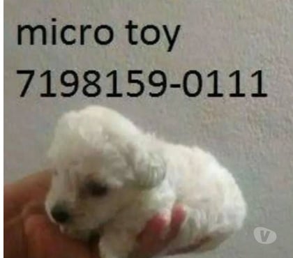 Animais Estimação à Venda Centro de Salvador Salvador BA - Fotos para Poodle mine toy aceito cartões filhotes qualidade