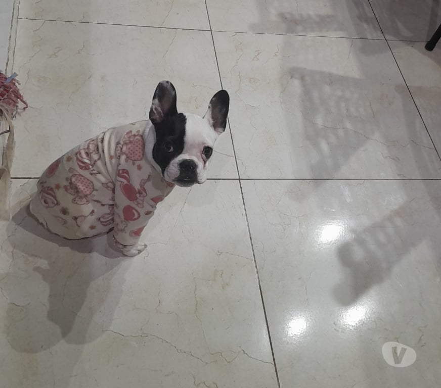 Animais Estimação à Venda Sao Leopoldo RS - images_alt_text Vendo fêmea buldogg frances