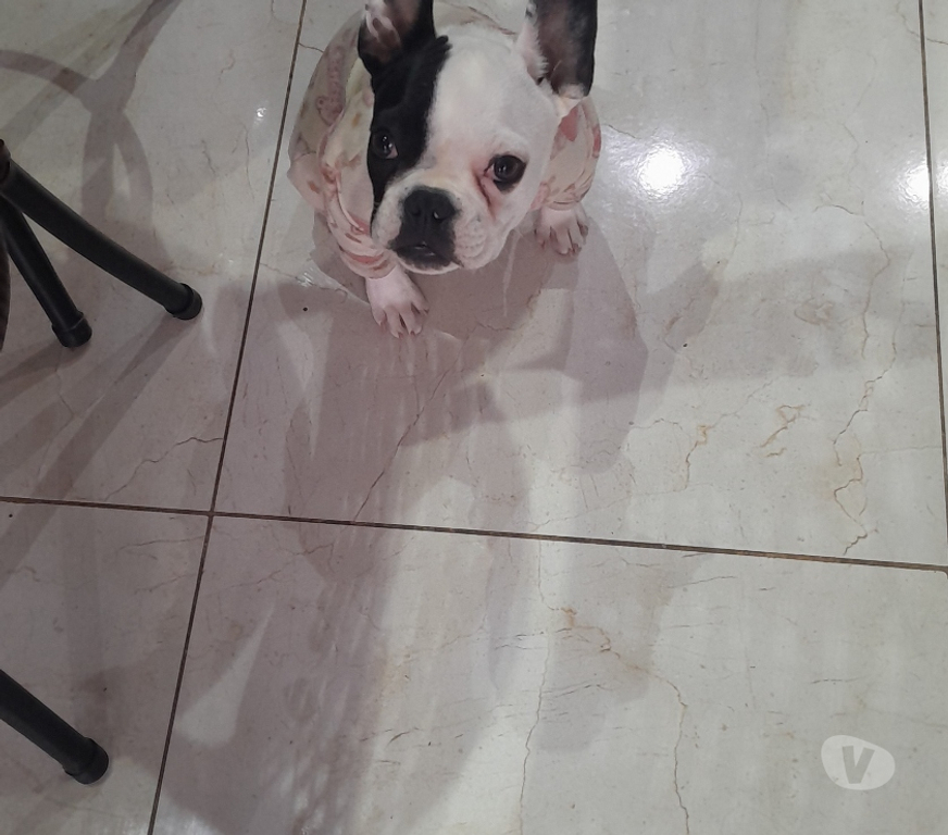 Animais Estimação à Venda Sao Leopoldo RS - images_alt_text Vendo fêmea buldogg frances