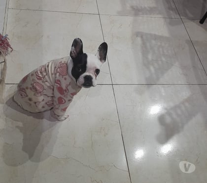 Animais Estimação à Venda - Fotos para Vendo fêmea buldogg frances