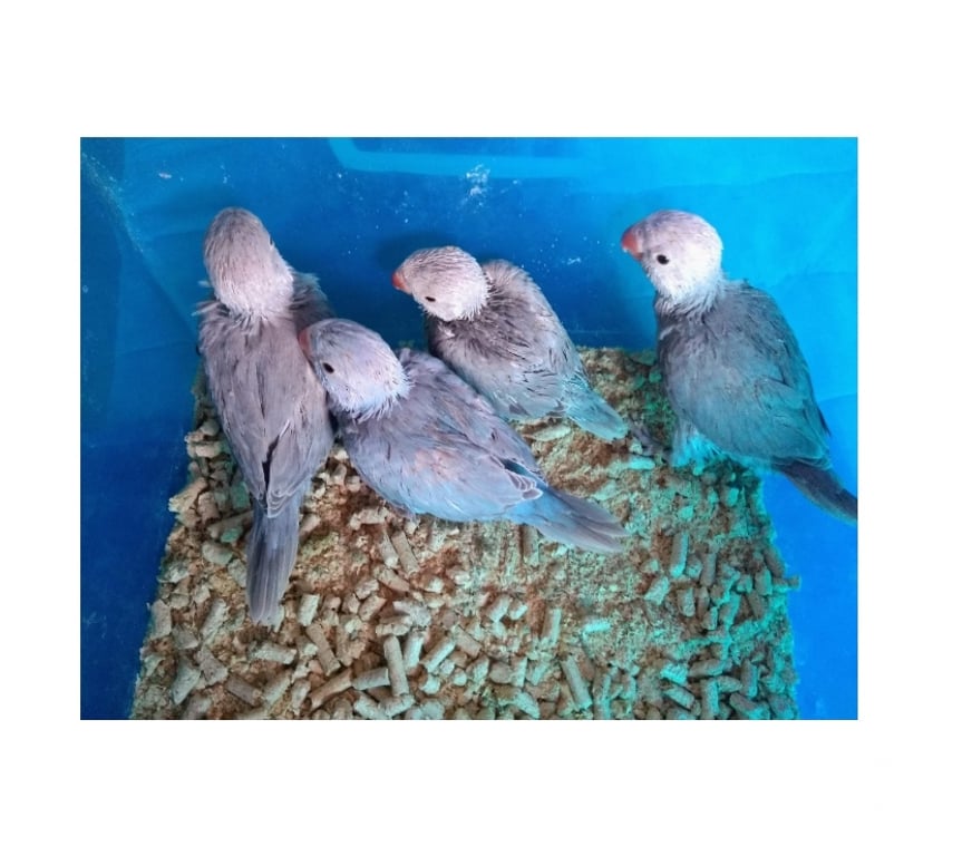 Animais Estimação à Venda Almirante Tamandare PR - images_alt_text RING NECK E ROSELA PARA PET