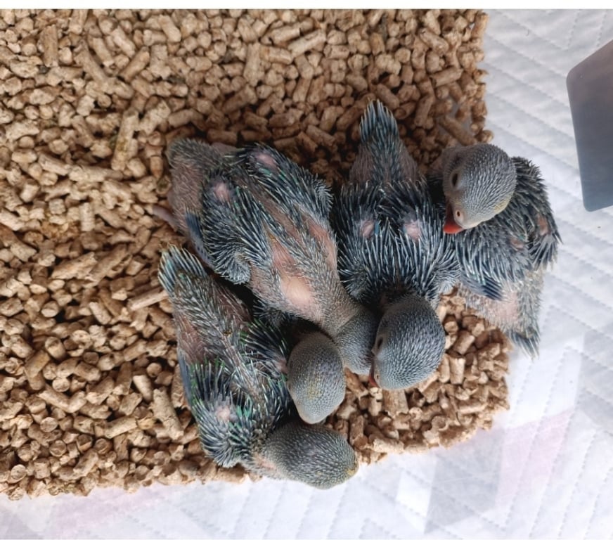 Animais Estimação à Venda Almirante Tamandare PR - images_alt_text RING NECK E ROSELA PARA PET