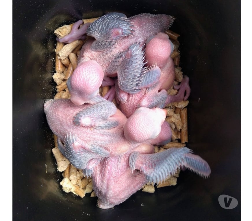 Animais Estimação à Venda Almirante Tamandare PR - images_alt_text RING NECK E ROSELA PARA PET