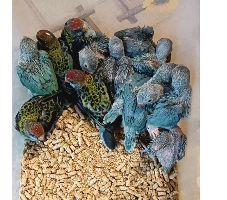 Animais Estimação à Venda Almirante Tamandare PR - images_alt_text RING NECK E ROSELA PARA PET