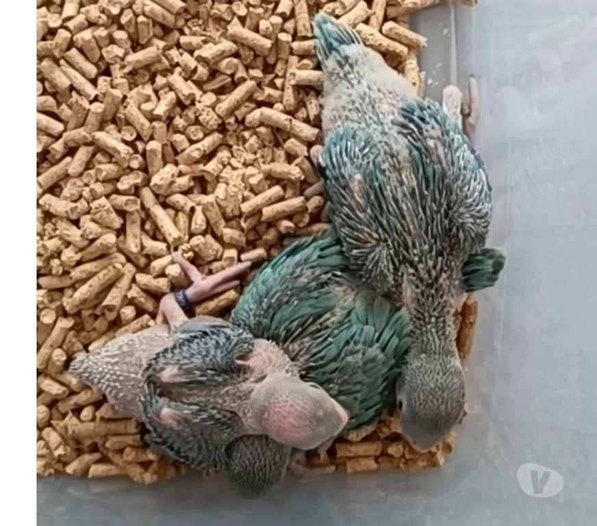 Animais Estimação à Venda Almirante Tamandare PR - images_alt_text RING NECK E ROSELA PARA PET