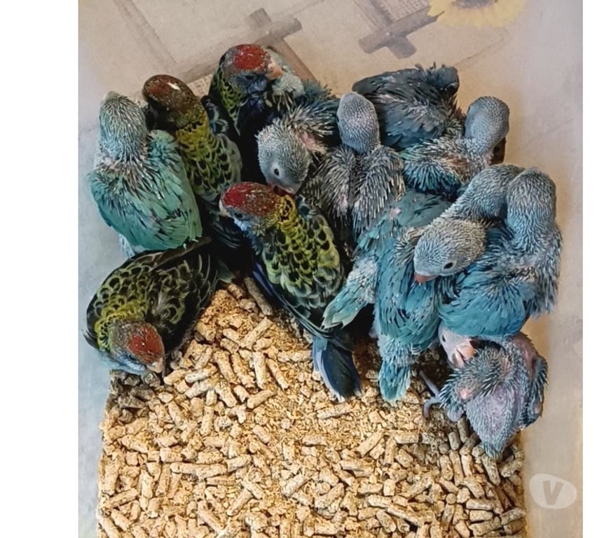 Animais Estimação à Venda Almirante Tamandare PR - images_alt_text RING NECK E ROSELA PARA PET