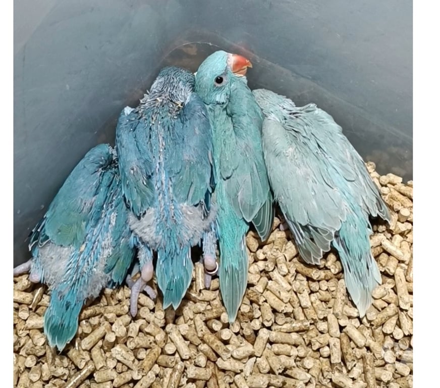 Animais Estimação à Venda Almirante Tamandare PR - images_alt_text RING NECK E ROSELA PARA PET