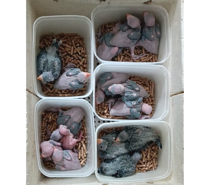 Animais Estimação à Venda Almirante Tamandare PR - images_alt_text RING NECK E ROSELA PARA PET