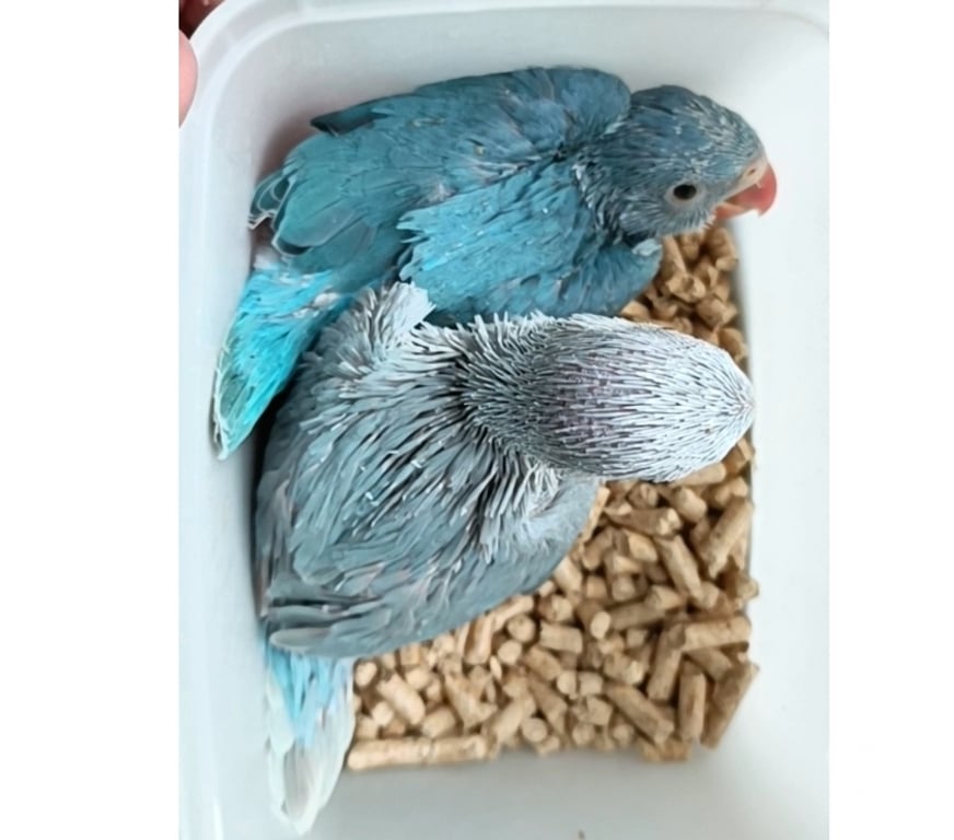 Animais Estimação à Venda Almirante Tamandare PR - images_alt_text RING NECK E ROSELA PARA PET