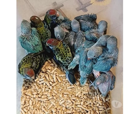 Fotos para RING NECK E ROSELA PARA PET