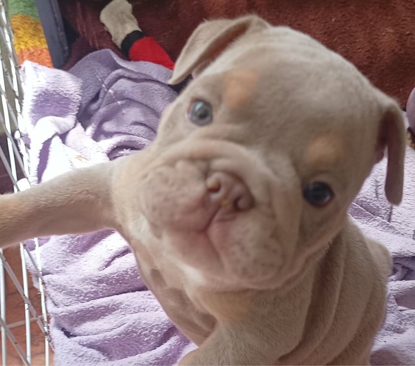 Animais Estimação à Venda Campo Limpo Sao Paulo SP - Fotos para Lindo buldog inglês Exóticos pelagem rara porte pequeno
