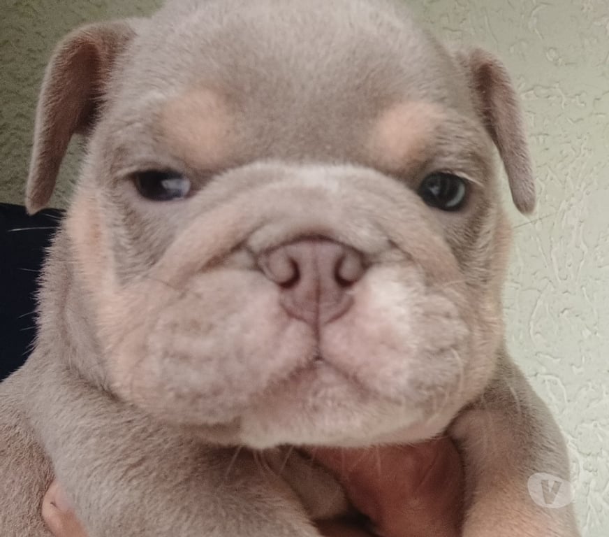 Animais Estimação à Venda Sao Paulo SP Campo Limpo - Fotos para Lindo buldog inglês Exóticos pelagem rara porte pequeno