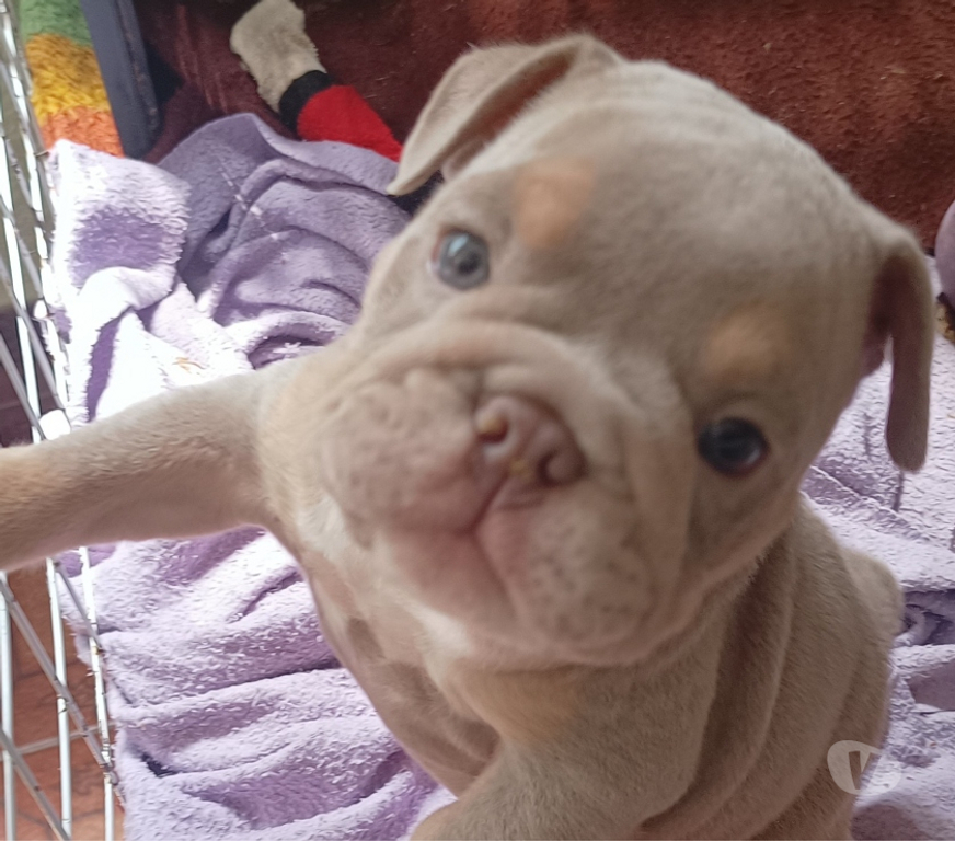 Animais Estimação à Venda Sao Paulo SP Campo Limpo - Fotos para Lindo buldog inglês Exóticos pelagem rara porte pequeno