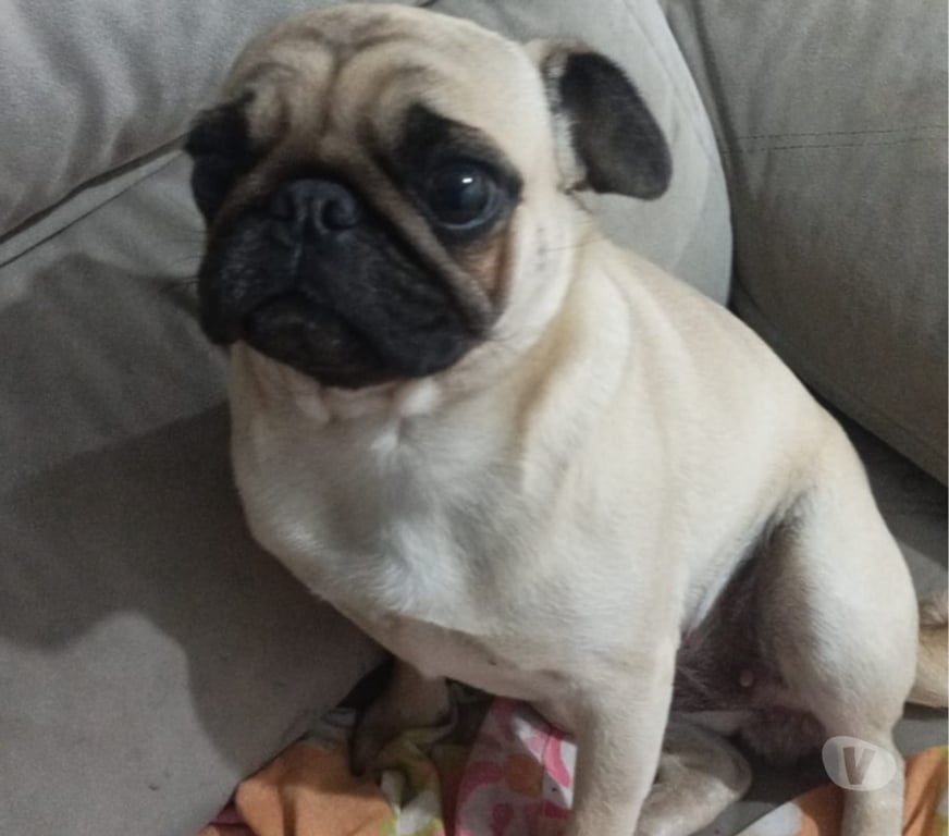 Animais Estimação à Venda Sao Leopoldo RS - Fotos para Pug fêmea muito carinhosa