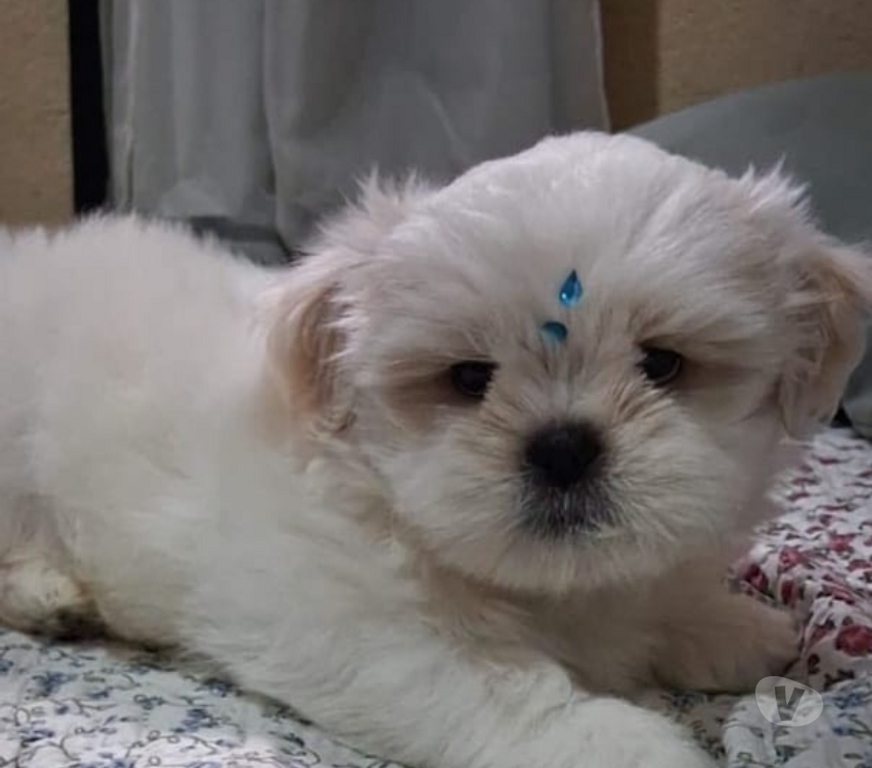 Animais Estimação à Venda Rio de Janeiro RJ Outros Bairros Rio de Janeiro RJ - Fotos para Filhote de shihtzu