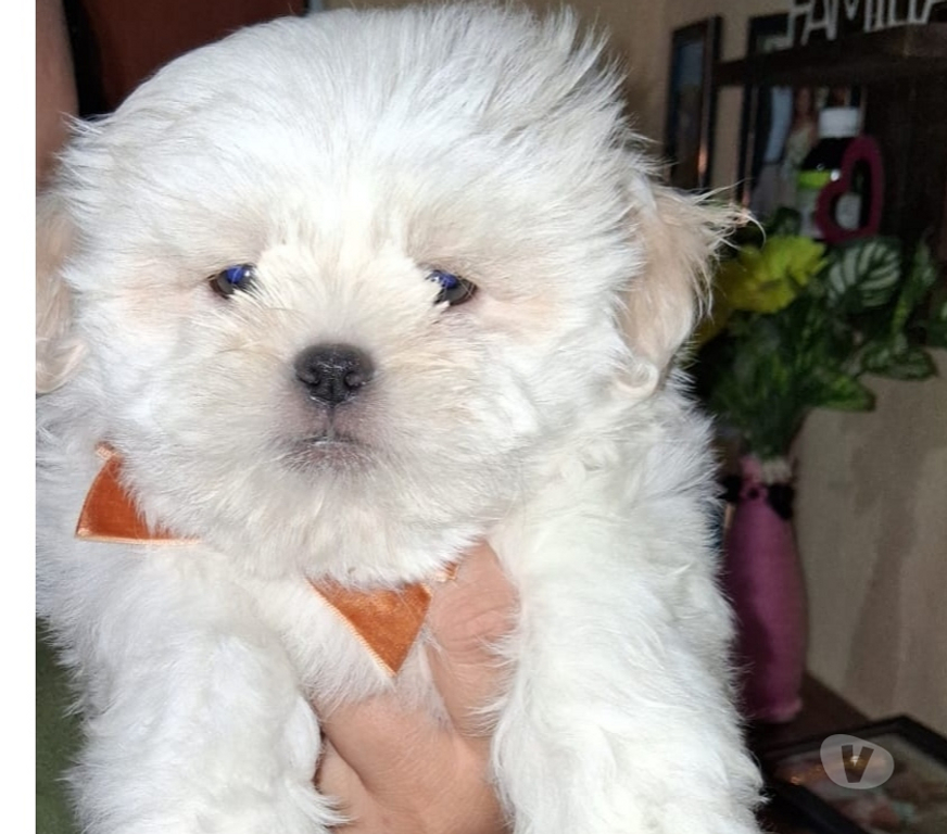 Animais Estimação à Venda Rio de Janeiro RJ Outros Bairros Rio de Janeiro RJ - Fotos para Filhote de shihtzu